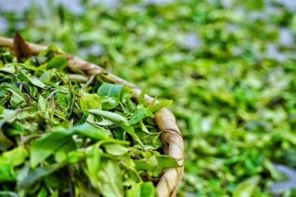 云南春茶是什么茶-云南茶的品种9