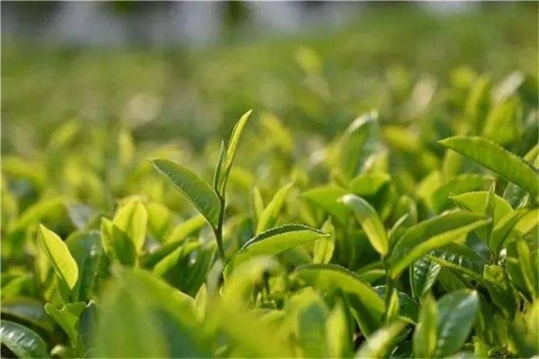 云南春茶是什么茶-云南茶的品种10