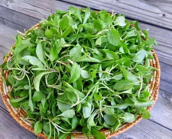 春天有些什么野菜-春天野菜的吃法6