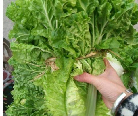黄芽菜是指什么菜-黄芽菜的营养价值1