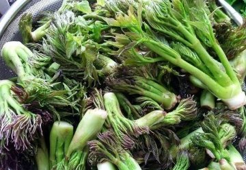 刺嫩芽的功效与作用