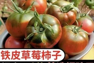 草莓味西红柿多少钱一斤-...