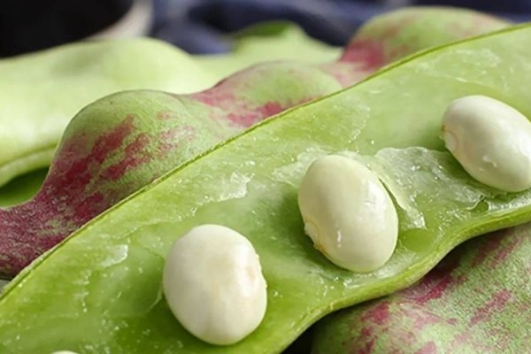 油豆角为什么叫油豆角-油...