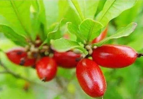 神秘果有什么功效-神秘果为什么能改变味觉3