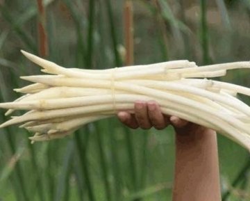 藕带几月份上市-藕带的营养价值和做法1