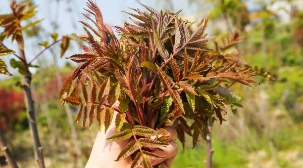 香椿怎么保存一年-香椿的保存方法有哪些3