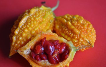 癞葡萄（金玲子）