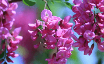 粉色洋槐花有毒吗-粉色洋...