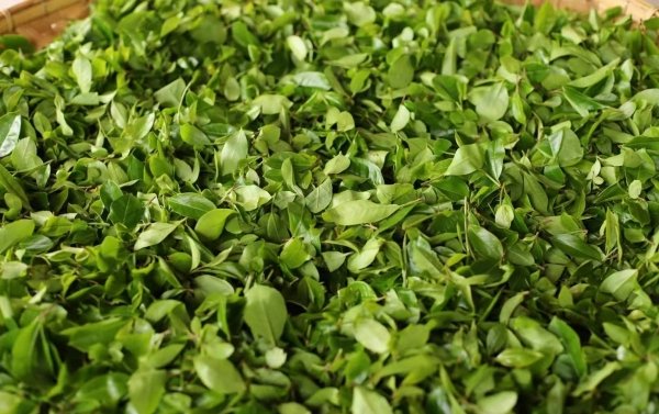 什么是猫耳朵茶-猫耳朵茶是哪里的产地2