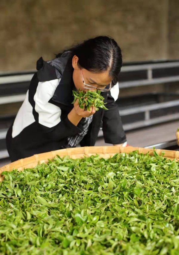 什么是猫耳朵茶-猫耳朵茶是哪里的产地5