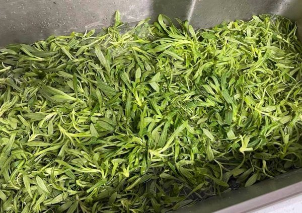 面条菜俗称什么菜-面条菜怎么做好吃2