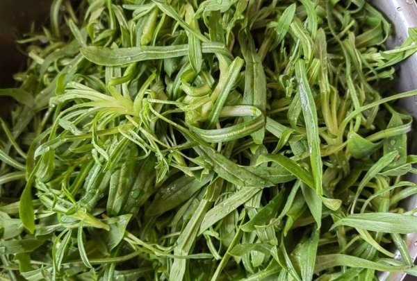 面条菜俗称什么菜-面条菜怎么做好吃3