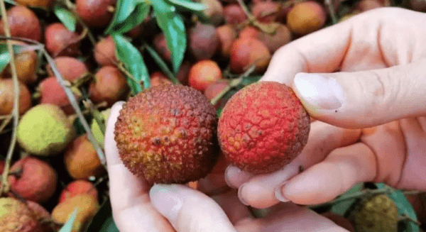 如何挑选荔枝-荔枝怎么保存时间长一点7