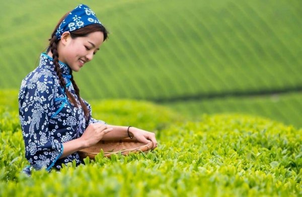 全国哪里的茶最好喝-中国最好的茶排名4