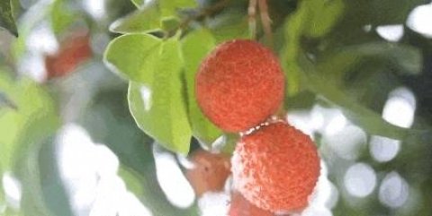 荔枝有哪些品种-荔枝的夏日吃法11