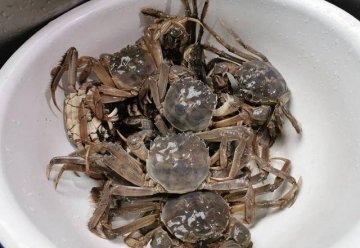中国生吃的食物-史上最全刺身介绍6