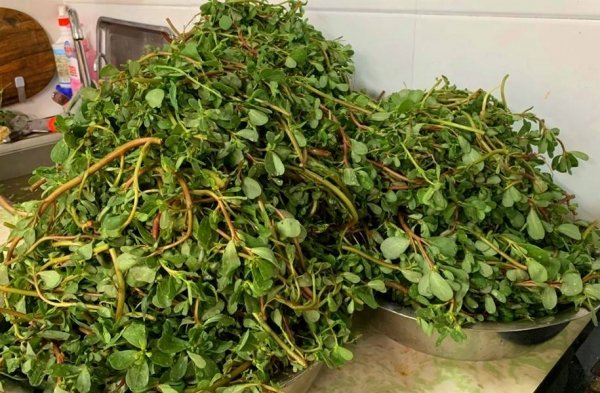 夏天常见的野菜有哪些-夏天囤什么菜冬天吃4