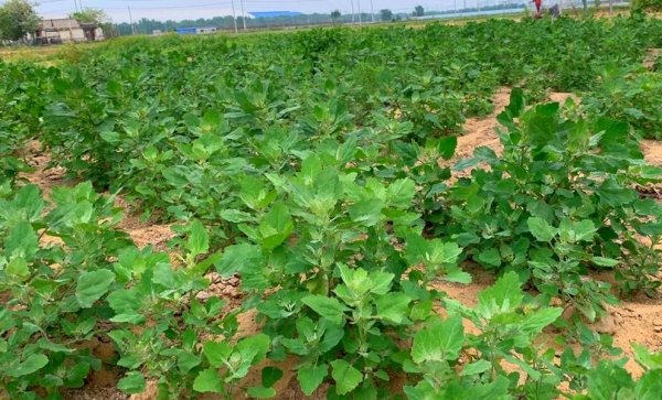 夏天常见的野菜有哪些-夏天囤什么菜冬天吃7