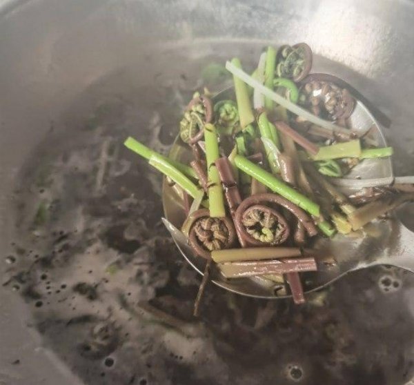 猴腿菜又叫什么-猴腿菜的功效与作用和做法8