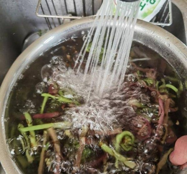 猴腿菜又叫什么-猴腿菜的功效与作用和做法9
