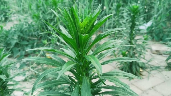 什么是小蓬草-小蓬草的做法2