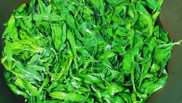 什么是小蓬草-小蓬草的做...