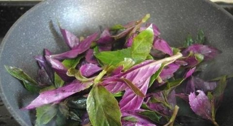 紫背菜怎么做好吃-紫背菜的功效和作用5