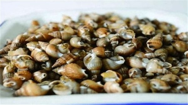 织纹螺和海螺丝区别-织纹螺为何有毒1