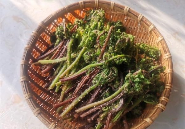 猴腿菜怎么吃-猴腿菜的毛用不用去掉3