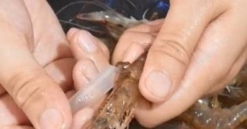 怎样去除虾线-去除虾线的简单方法1