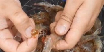 怎样去除虾线-去除虾线的简单方法2