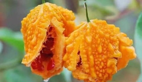 凉瓜的作用与功效-怎么缓解苦瓜的苦味3