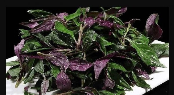 紫背菜又叫什么-紫背菜营...