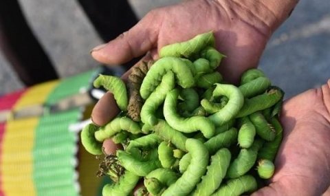 各地奇怪的美食-中国各地的奇葩美食5