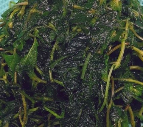 凉粉草制作凉粉的步骤-凉粉草的制作方法和配方4