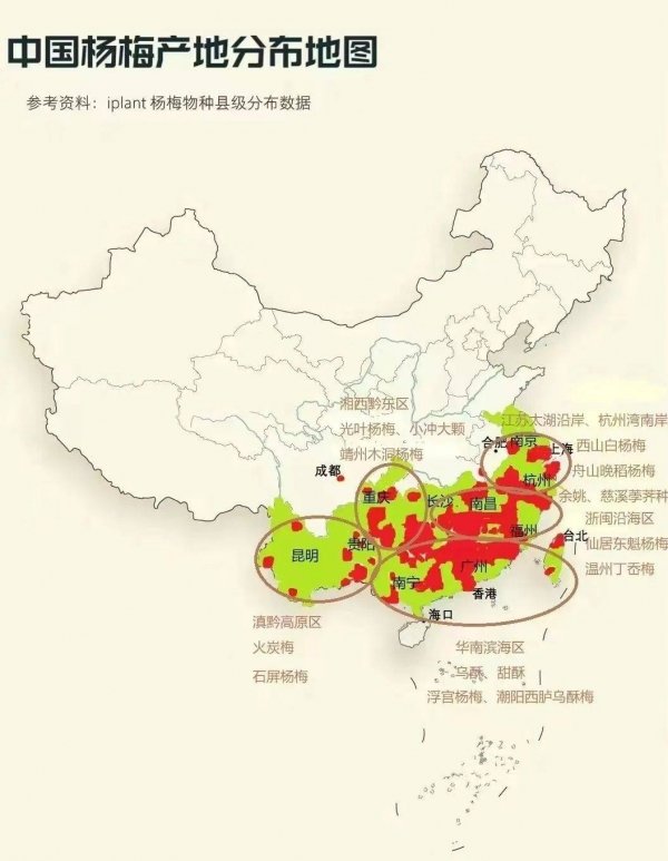 关于杨梅的来历-各地杨梅品种2