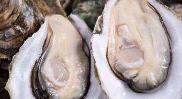 牡蛎和生蚝的区别-牡蛎和生蚝的区别在哪里3