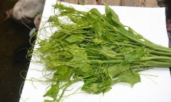 丝瓜尖怎么凉拌好吃-凉拌丝瓜尖怎么做5