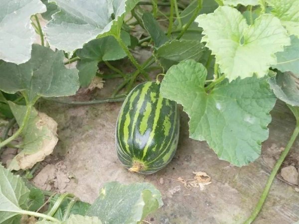 菜瓜别名叫什么-菜瓜的功效和用途1