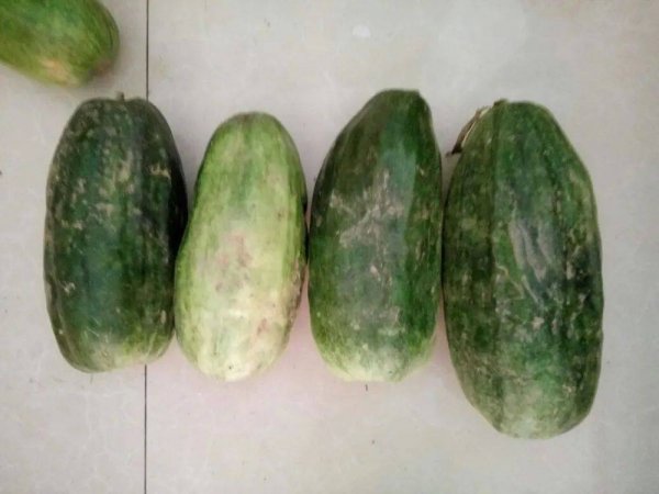 菜瓜别名叫什么-菜瓜的功效和用途2
