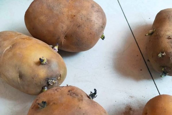 超市里的土豆为什么不发芽-土豆在什么情况下不发芽2