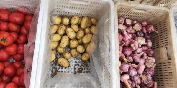 超市里的土豆为什么不发芽-土豆在什么情况下不发芽3