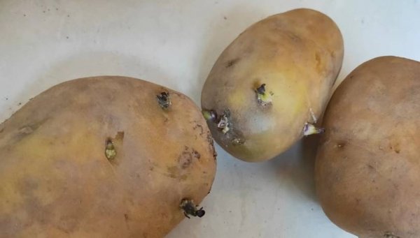 超市里的土豆为什么不发芽-土豆在什么情况下不发芽4