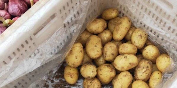 超市里的土豆为什么不发芽-土豆在什么情况下不发芽5