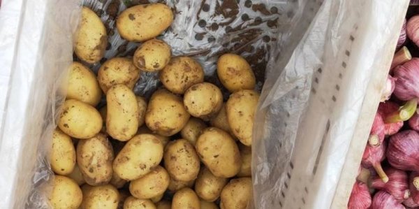 超市里的土豆为什么不发芽-土豆在什么情况下不发芽6