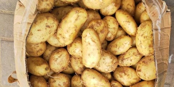超市里的土豆为什么不发芽-土豆在什么情况下不发芽7