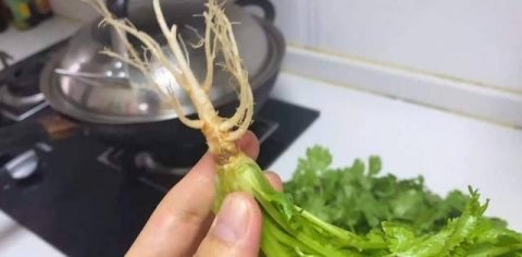 香菜怎么保存-香菜的吃法有哪些3