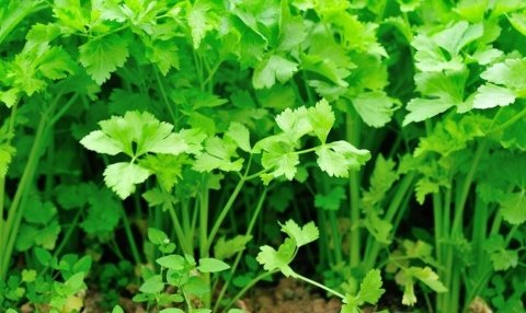 香菜怎么保存-香菜的吃法有哪些12