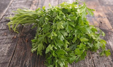 香菜怎么保存-香菜的吃法有哪些13