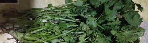 香菜怎么保存-香菜的吃法有哪些31